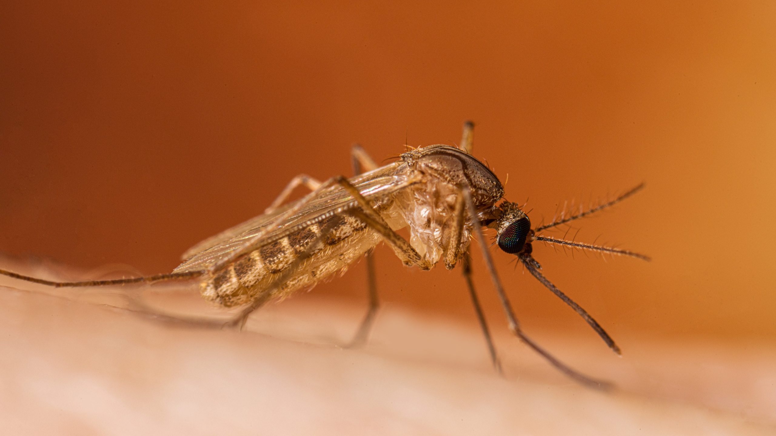 Mosquito-Borne Diseases in Orlando: Why You Need Professional Control Services